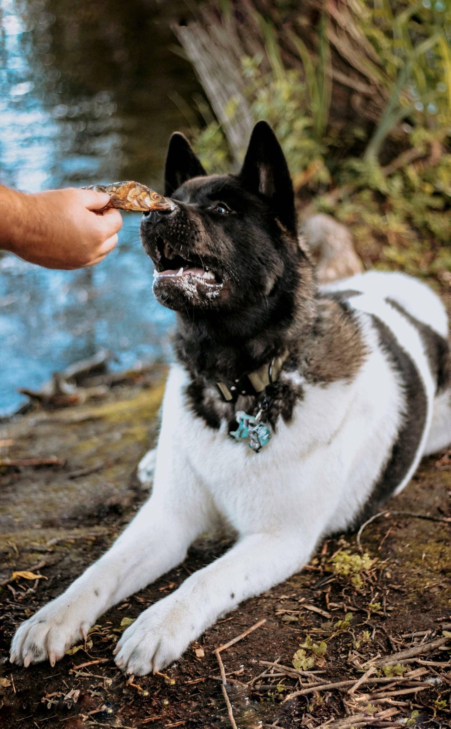 Dehydrated Whole Sardines (Wild Caught): 3 Pack