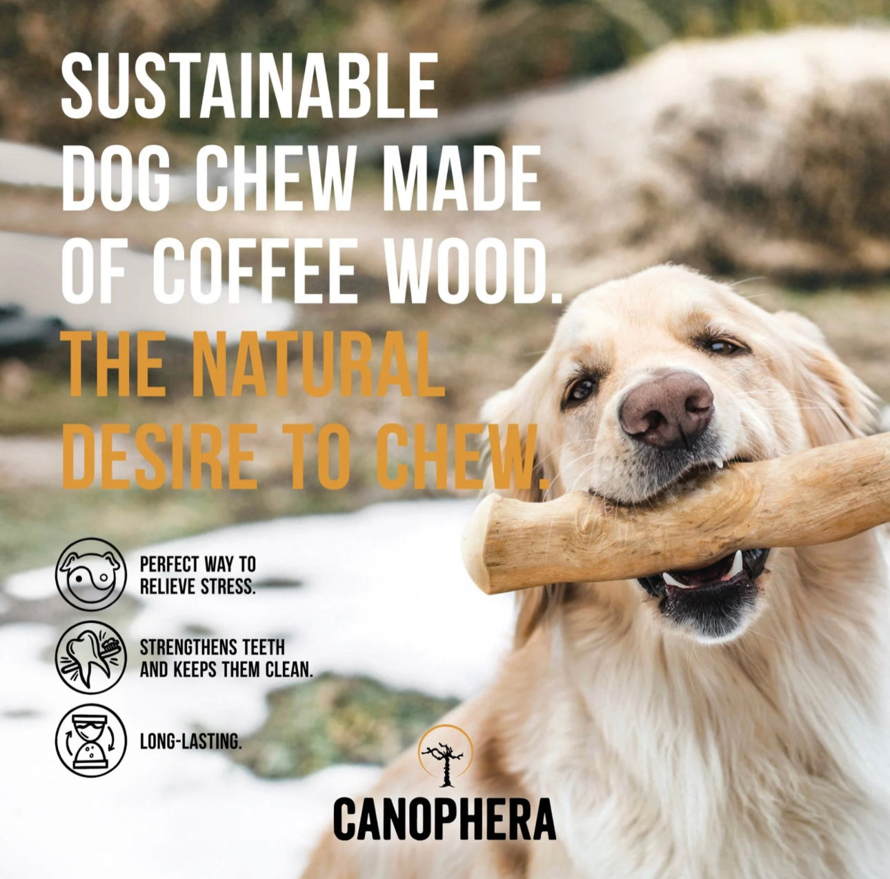CNP Coffee Wood Chew Stick Extra Small