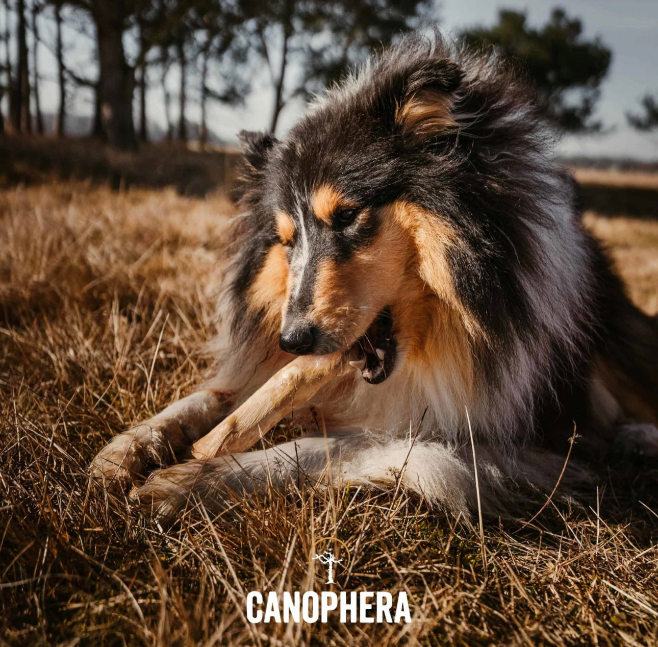 CNP Coffee Wood Chew Stick Extra Small