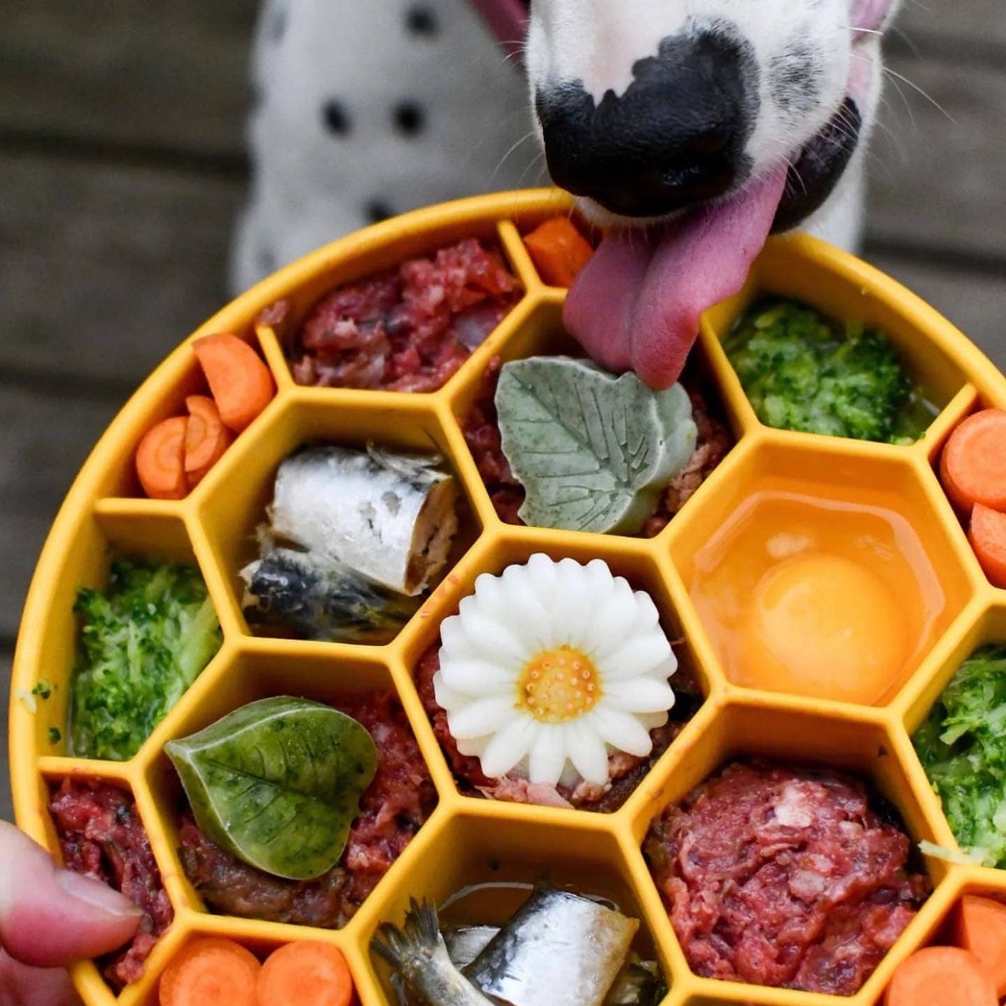 Honeycomb Design eBowl Enrichment Slow Feeder Bowl for Dogs: Yellow