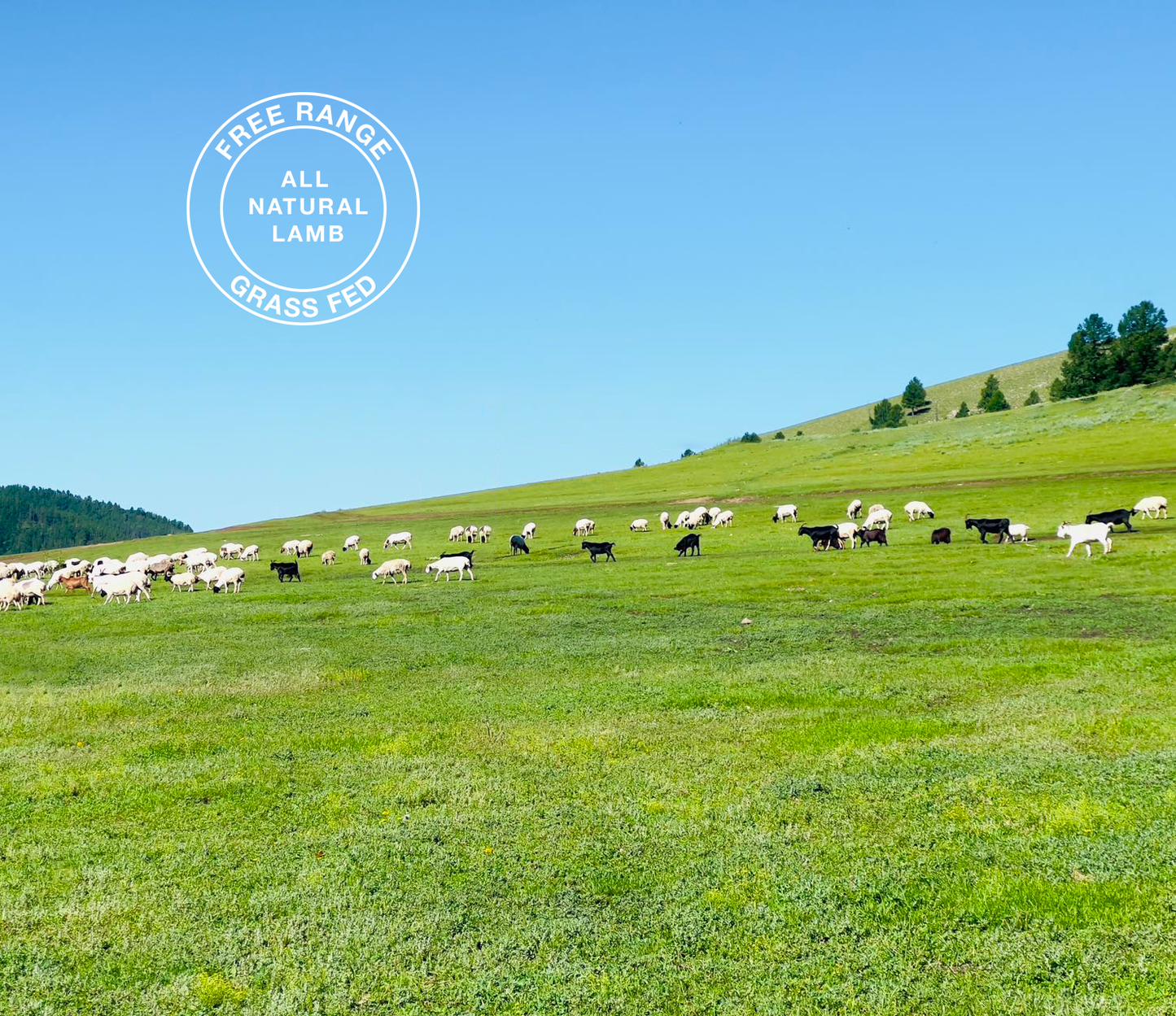 Yummy Nammy- All Natural, Grass-Fed & Free-Range Tripe Treat