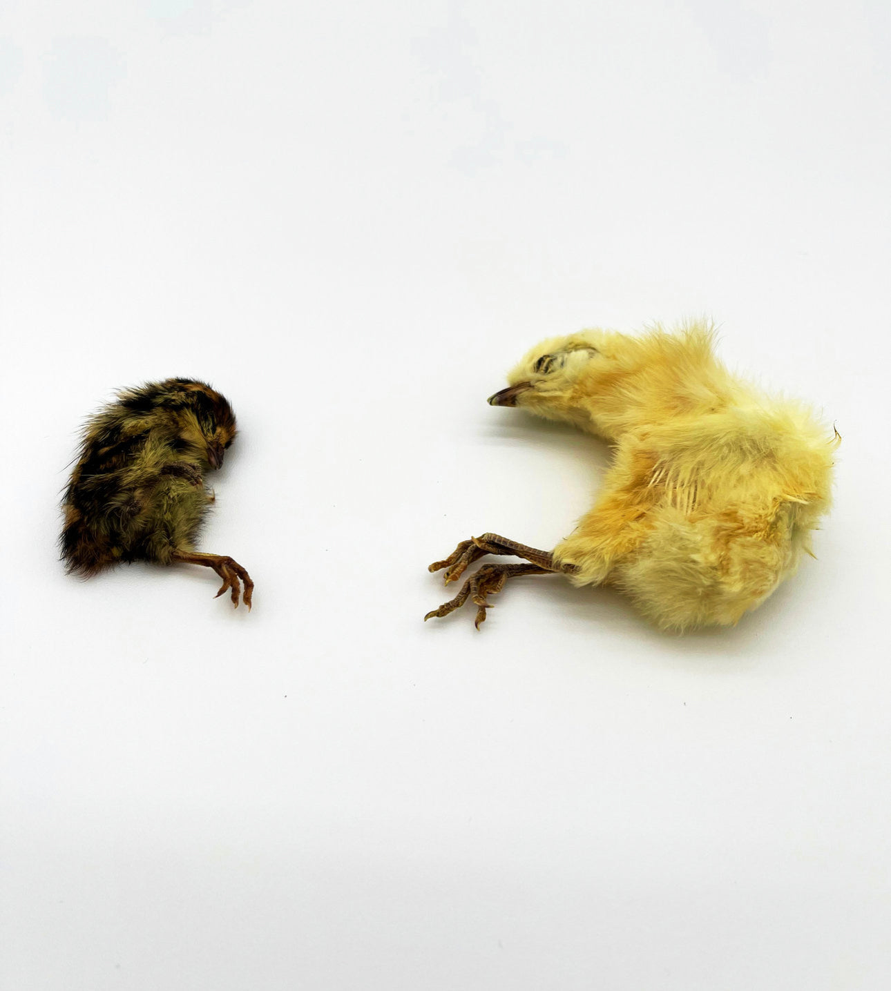 Freeze-Dried Quail Chicks