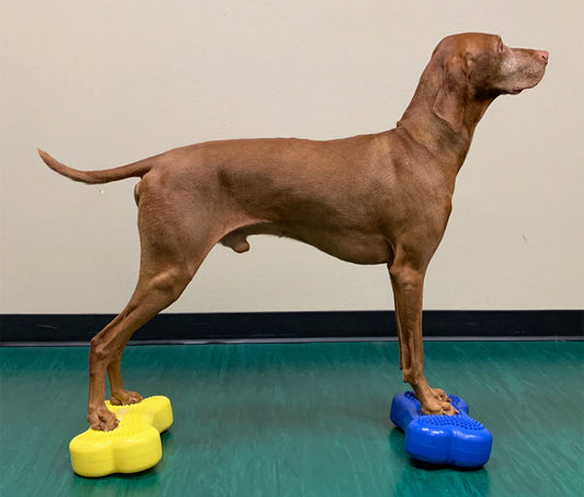 Mini K9FITbone Balance Training Platform (Set of 2)