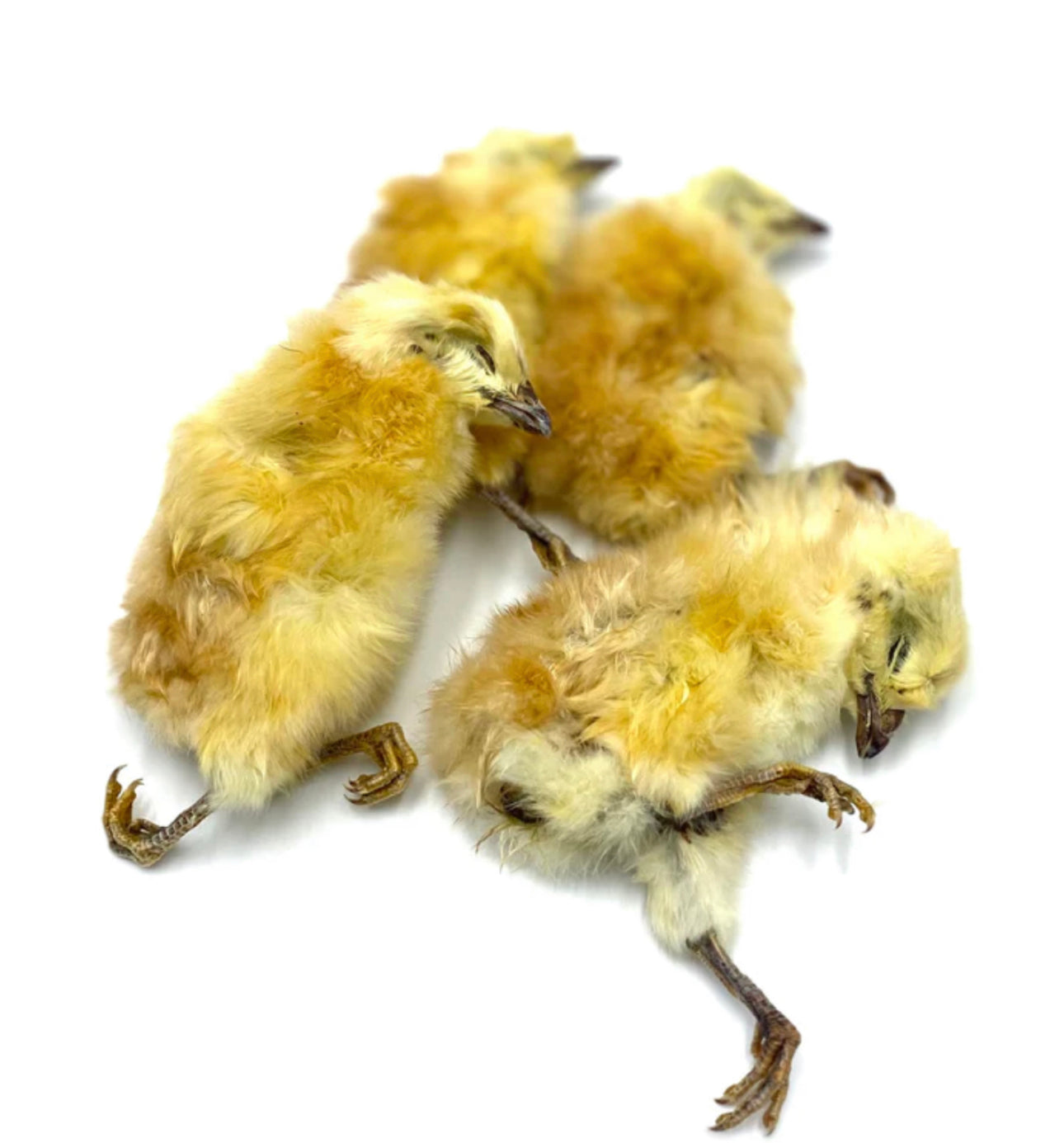 Freeze-Dried Whole Prey Chicks