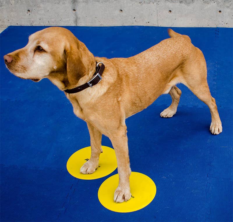 FitPAWS® Targets