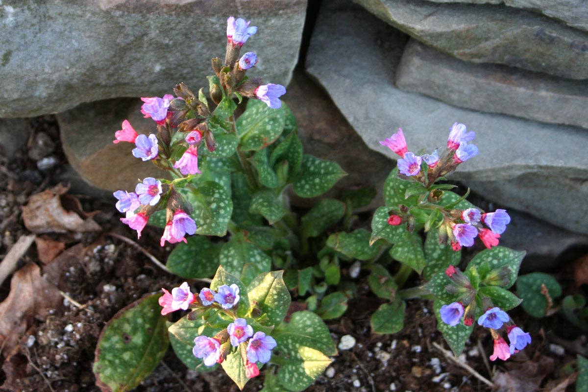 Life's an Itch No More Sneezing & Wheezing* Respiratory, Allergy & Tracheal Support*: All Life Stages Dog / 8.9 Fl Oz / 223 Ml