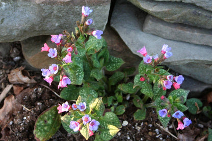 Life's an Itch No More Sneezing & Wheezing* Respiratory, Allergy & Tracheal Support*: All Life Stages Dog / 8.9 Fl Oz / 223 Ml