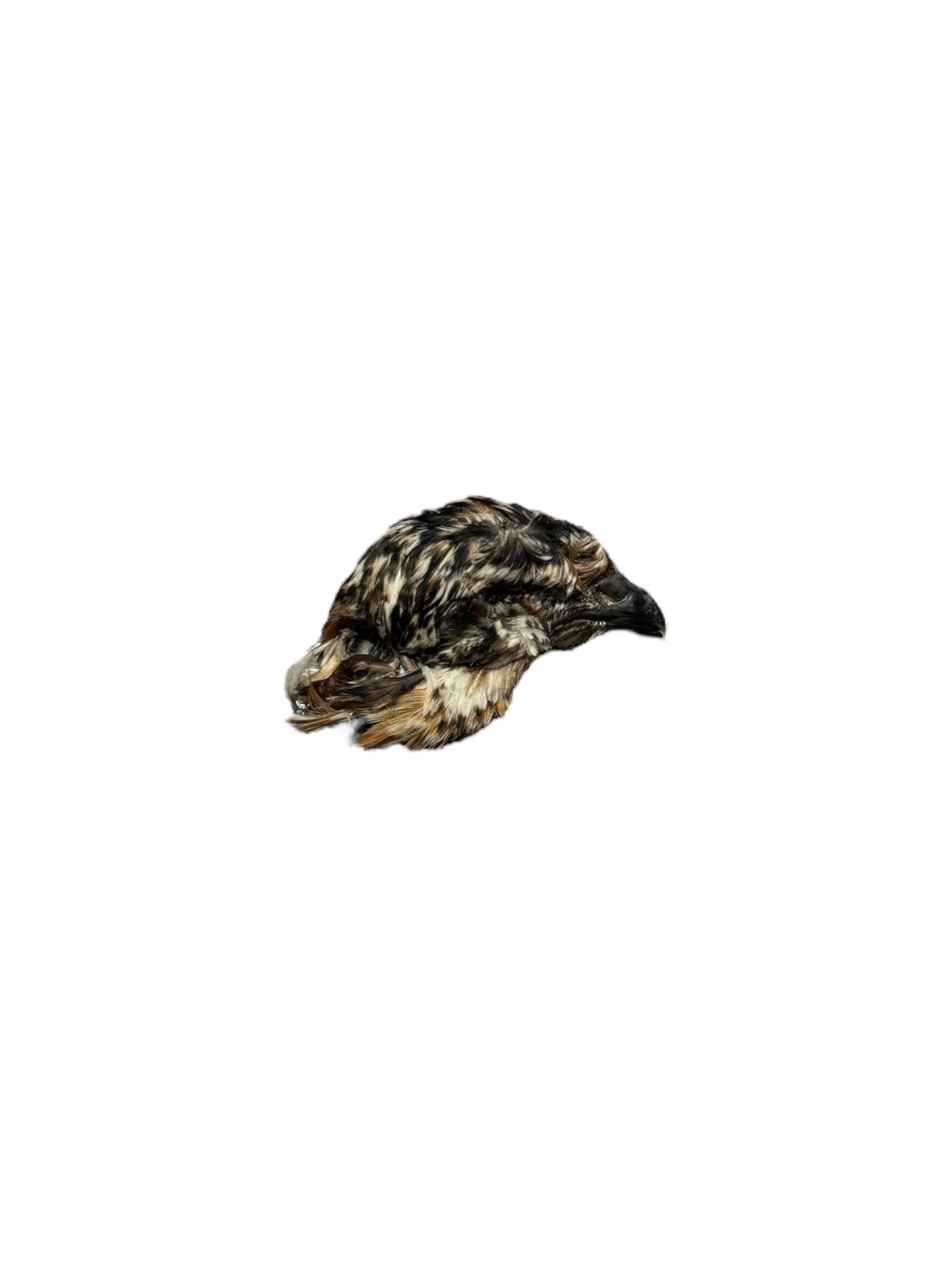 Quail Heads