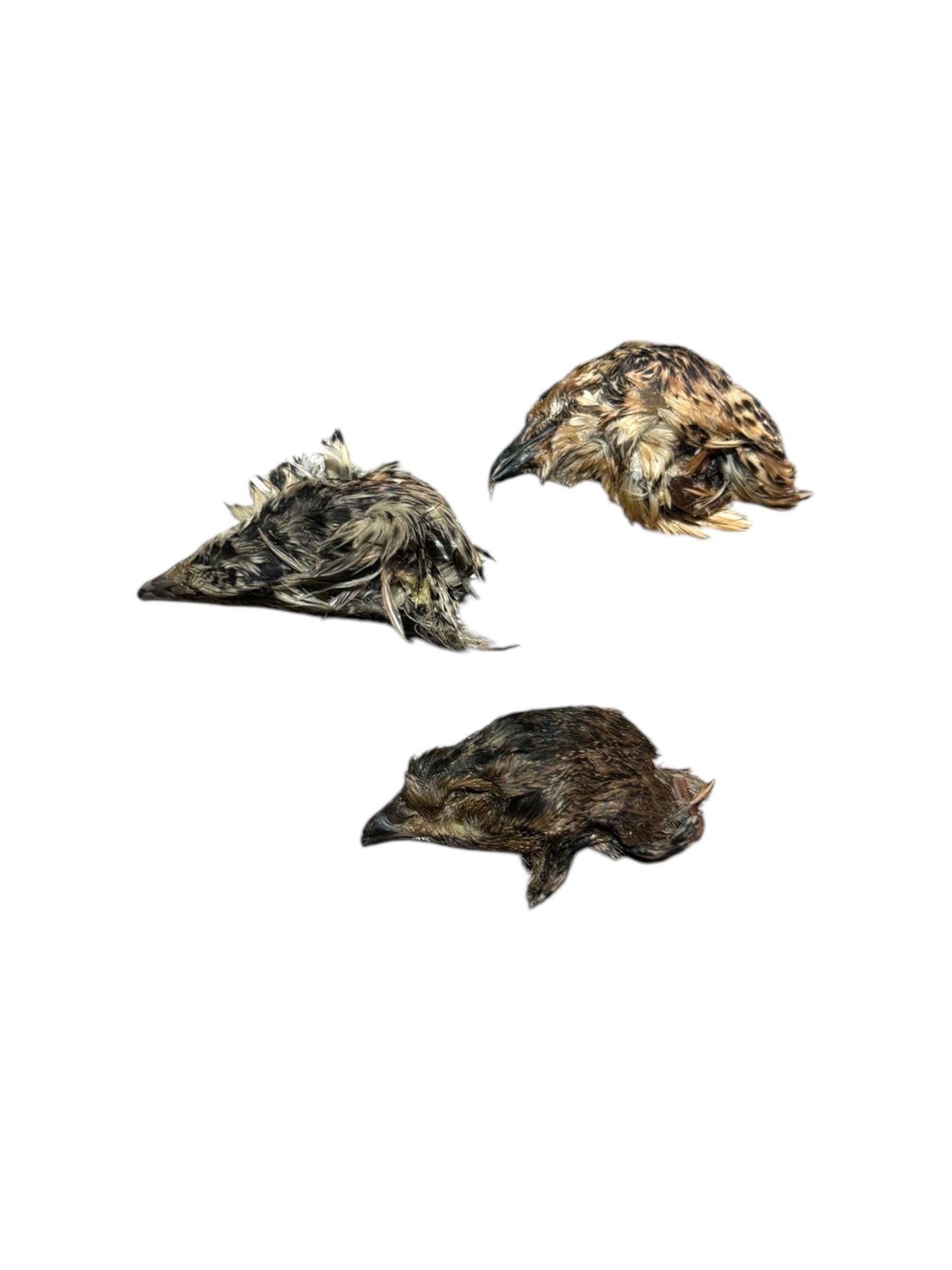 Quail Heads