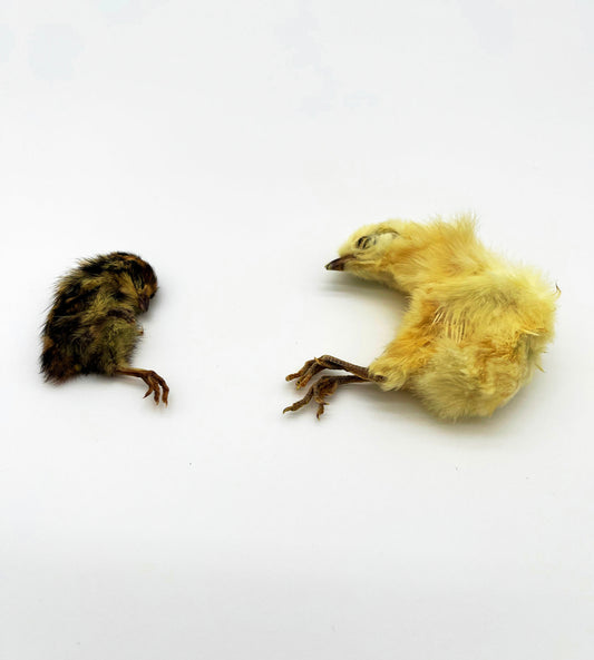 Freeze-Dried Quail Chicks