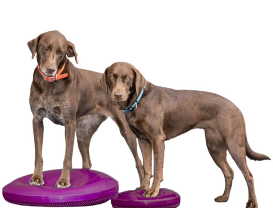FitPAWS Balance Discs