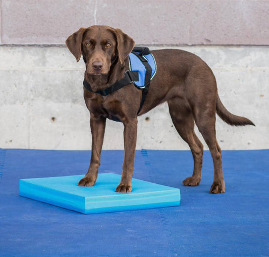FitPAWS Balance Pad